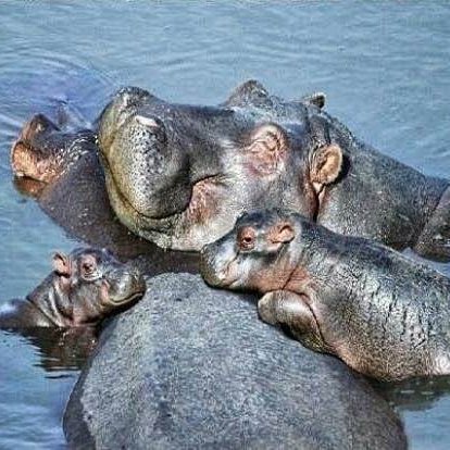 The hippo represents fertility and childbirth